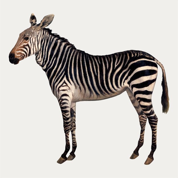 Zebra painting vintage style, remixed from artworks by Jacques-Laurent Agasse