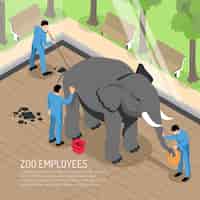 Бесплатное векторное изображение Работники зоопарка с профессиональными инструментами во время кормления и мытья слона и уборки его дома изометрии