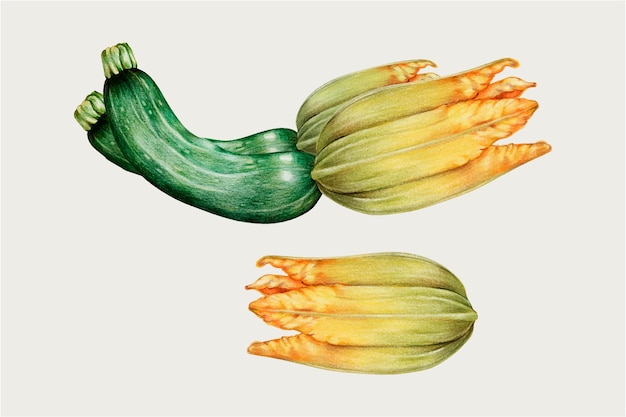 Zucchinis 손으로 그린 스타일