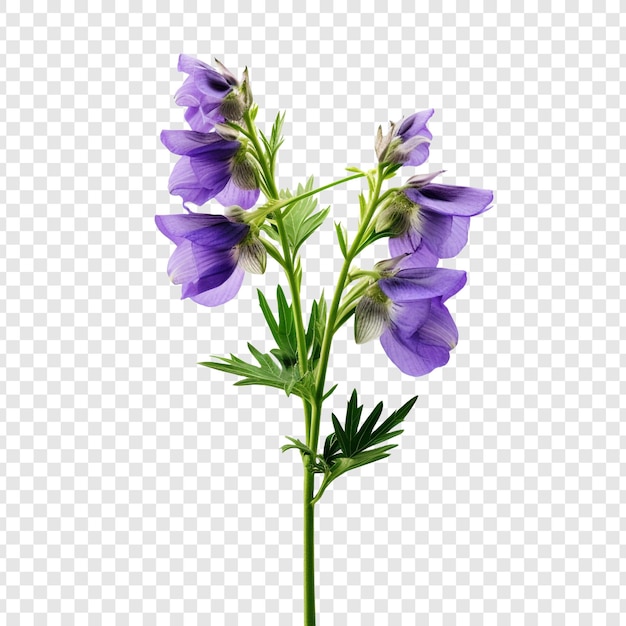 Kostenlose PSD aconitum png isoliert auf transparentem hintergrund