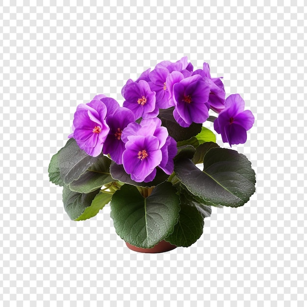 Kostenlose PSD african violet png isoliert auf transparentem hintergrund