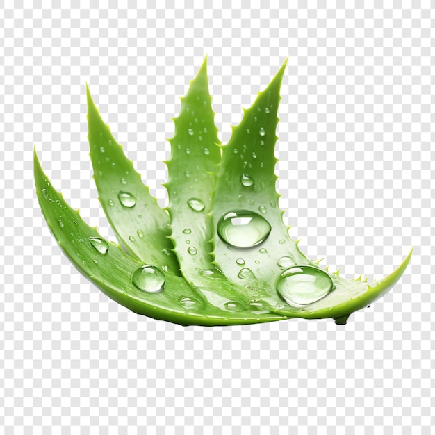 Kostenlose PSD aloe vera png isoliert auf transparentem hintergrund