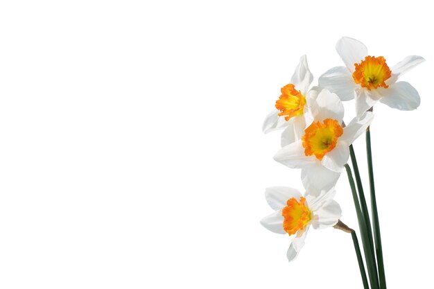 Ansicht der schönen blühenden Lilienblume