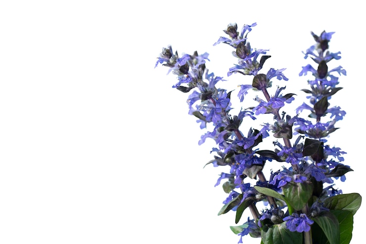 Kostenlose PSD ansicht der schönen blühenden lilienblume