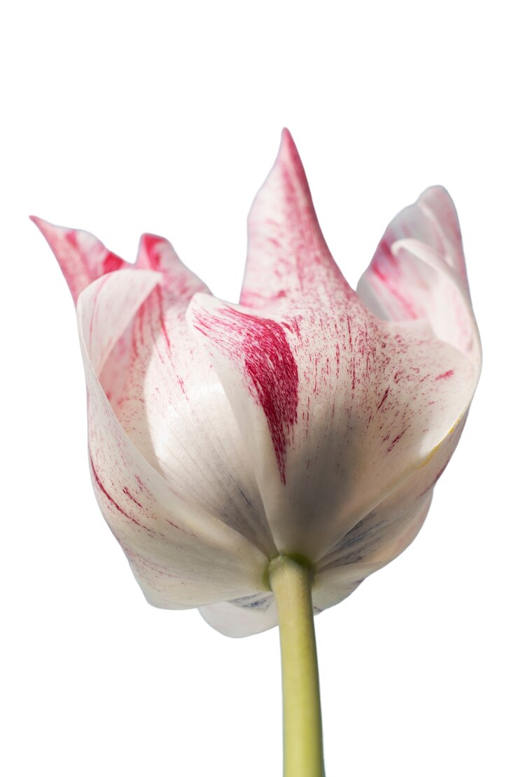 Kostenlose PSD ansicht der schönen blühenden tulpenblume