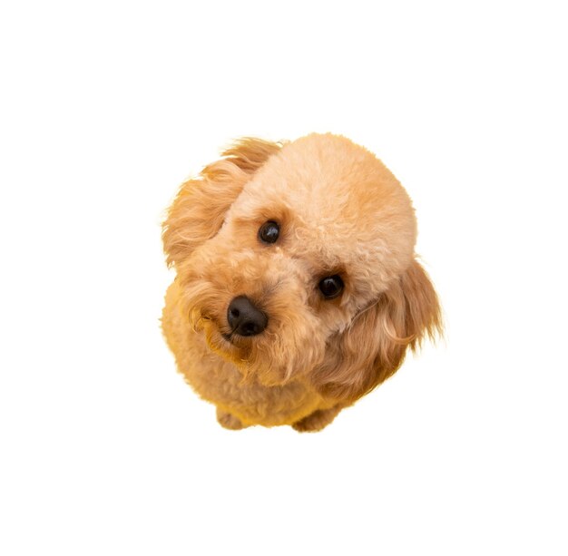 Ansicht des entzückenden Schoßhundes
