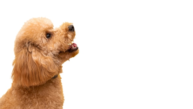 Ansicht des entzückenden Schoßhundes