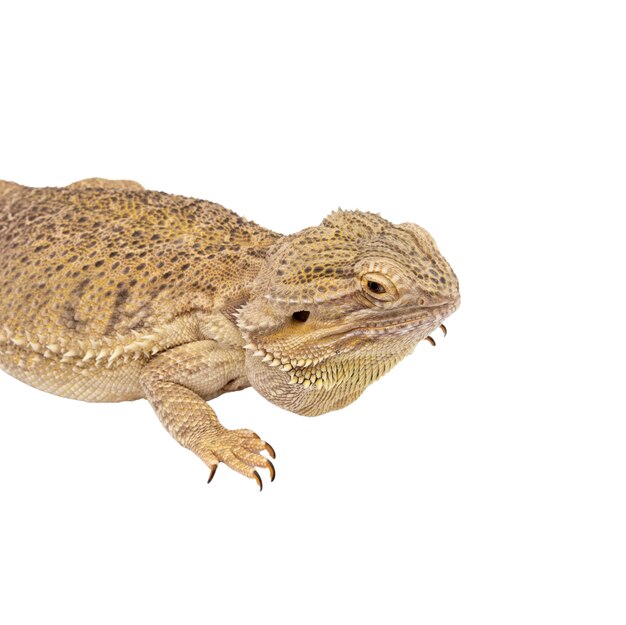 Ansicht des lebenden Reptilienleguans