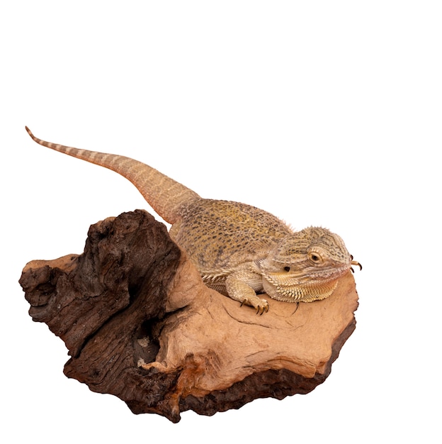 Ansicht des lebenden Reptilienleguans