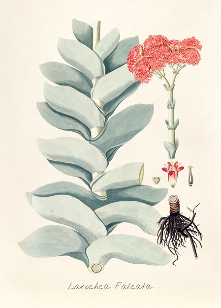 Antike Darstellung von Larochca Falcata