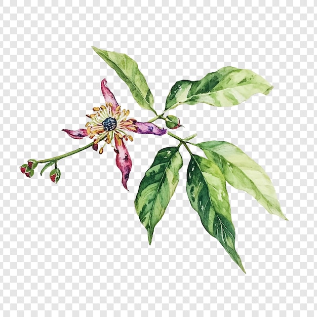 Aquarellmalerei eines zarten Blütenzweigs