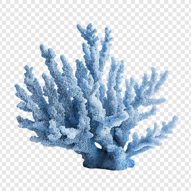 Atemberaubende blaue Korallenzweige Wasserlebewesen Ozeandekor