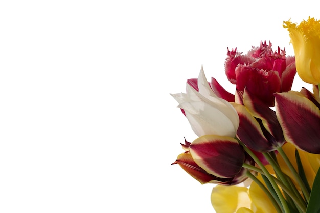 Aussicht auf eine wunderschöne blühende Tulpenblume