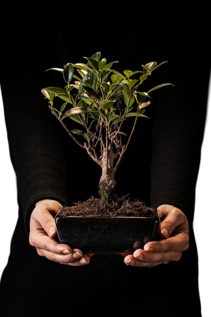 Kostenlose PSD aussicht auf einen winzigen bonsai-baum