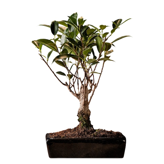 Kostenlose PSD aussicht auf einen winzigen bonsai-baum