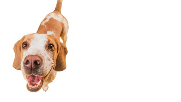 Blick auf den süßen braunen und weißen Schoßhund