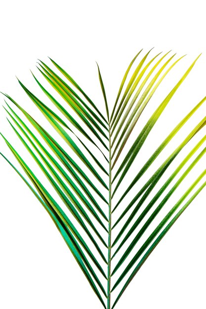 Blick auf ein wunderschön mehrfarbiges Blatt