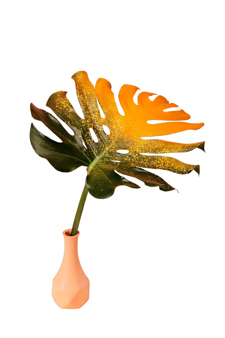 Kostenlose PSD blick auf ein wunderschön mehrfarbiges blatt