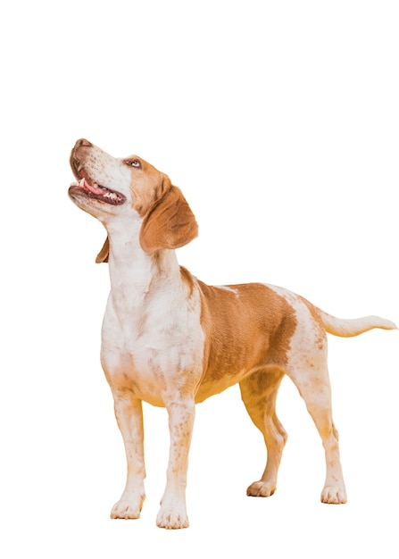 Blick auf einen entzückenden braunen und weißen Schoßhund