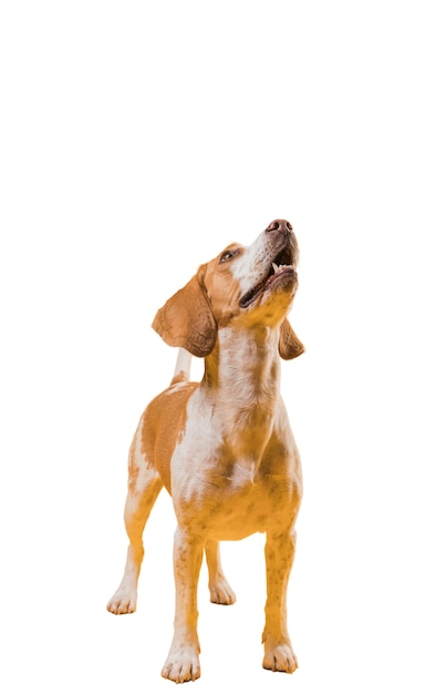 Blick auf einen entzückenden braunen und weißen Schoßhund