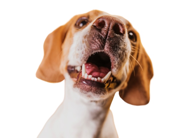 Blick auf einen entzückenden braunen und weißen Schoßhund