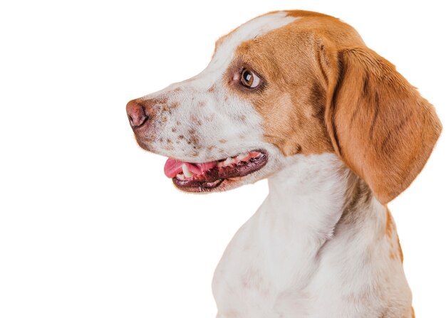 Blick auf einen entzückenden braunen und weißen Schoßhund