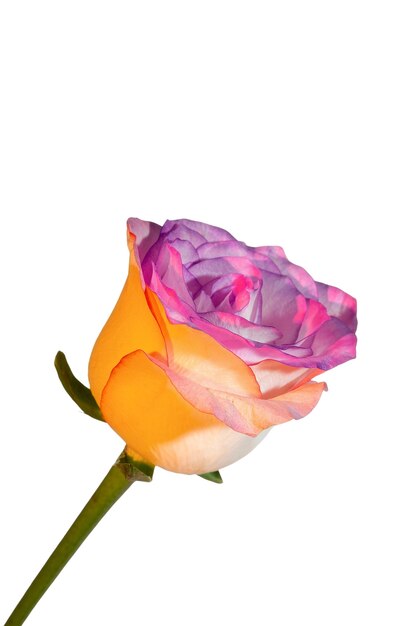 Blick auf schöne blühende Blumen