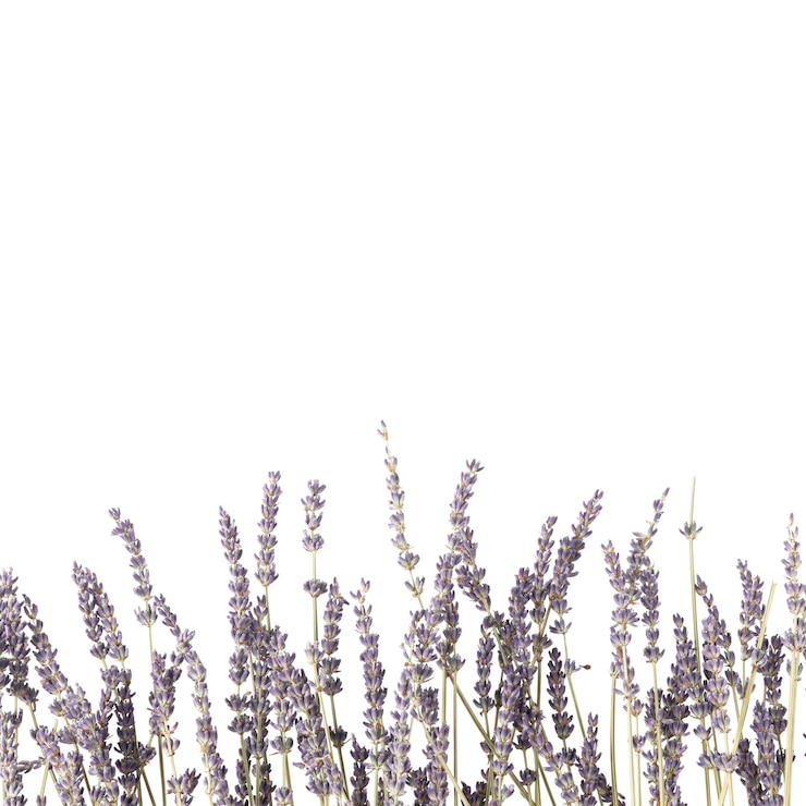Kostenlose PSD blick auf schöne blumen in voller blüte