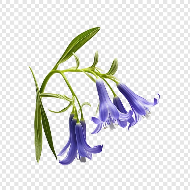 Kostenlose PSD bluebell png isoliert auf transparentem hintergrund