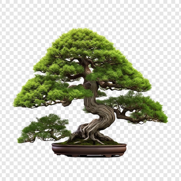 Kostenlose PSD bonsai-baum isoliert auf durchsichtigem hintergrund