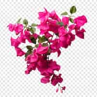 Kostenlose PSD bougainvillea-blume isoliert auf transparentem hintergrund