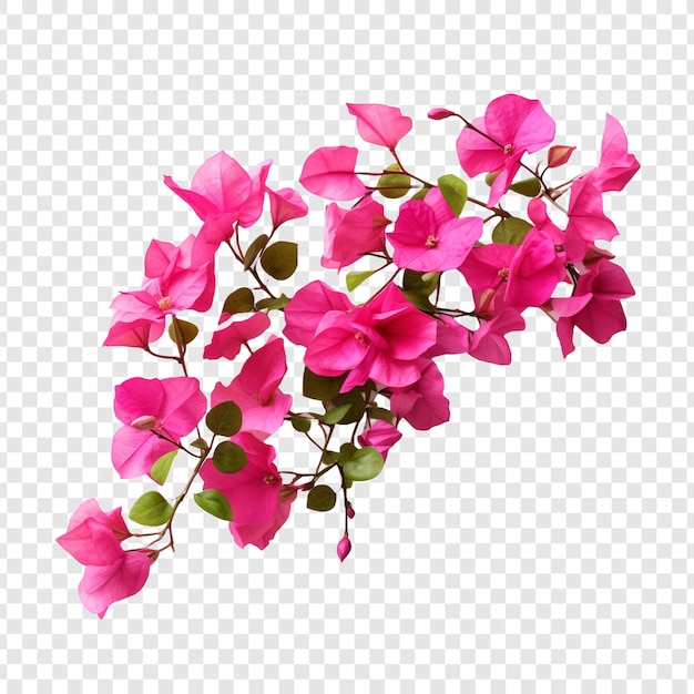 Kostenlose PSD bougainvillea-blume isoliert auf transparentem hintergrund