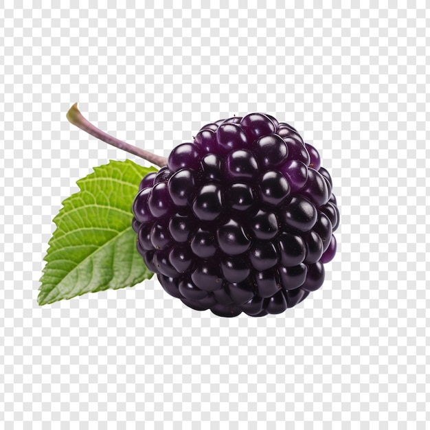 Boysenberry isoliert auf durchsichtigem hintergrund