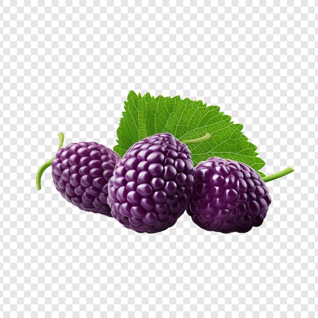 Boysenberry isoliert auf durchsichtigem hintergrund