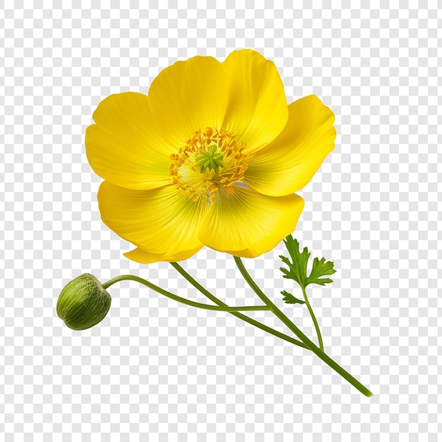 Buttercupblume auf durchsichtigem hintergrund