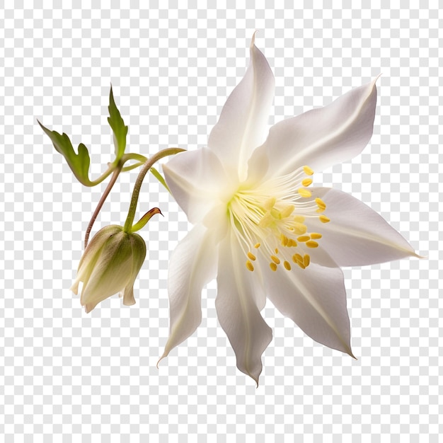 Kostenlose PSD columbine-blume png isoliert auf transparentem hintergrund