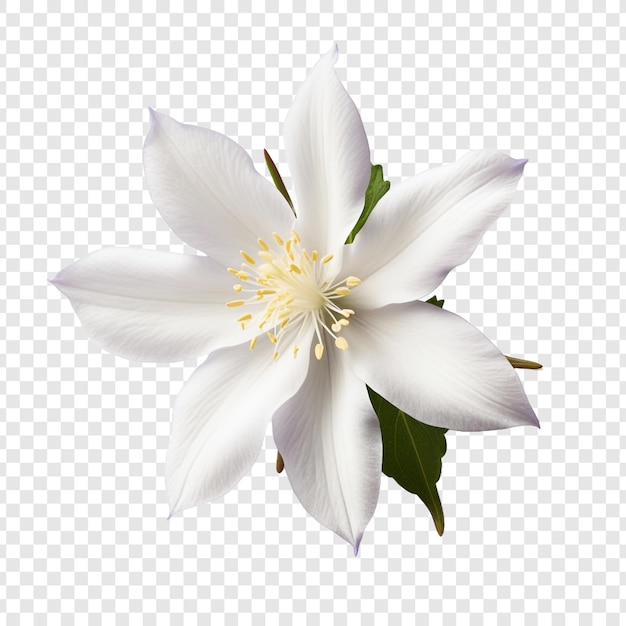 Kostenlose PSD columbine-blume png isoliert auf transparentem hintergrund