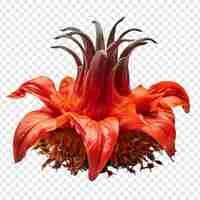 Kostenlose PSD crown imperial flower png isoliert auf transparentem hintergrund