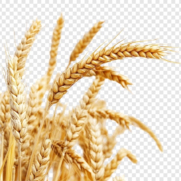 Der goldene Weizen erzeugt eine große Ernte