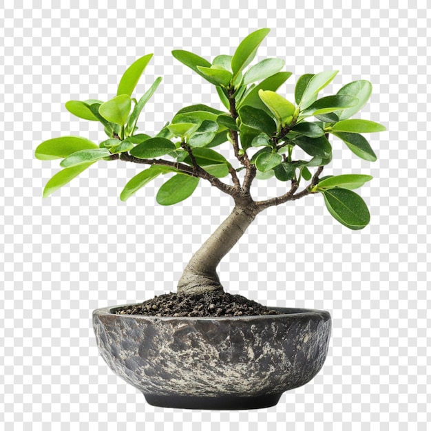 Der ruhige Bonsai - ein Miniaturmeisterwerk der Natur