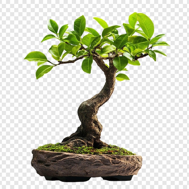 Der ruhige Bonsai - eine Miniaturlandschaft der Ruhe