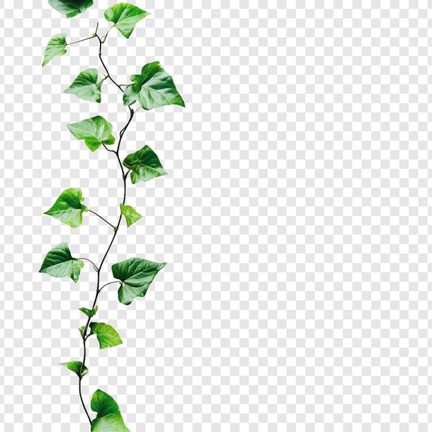 Die lebendige grüne Efeu-Rebe ist ein natürliches vertikales Element