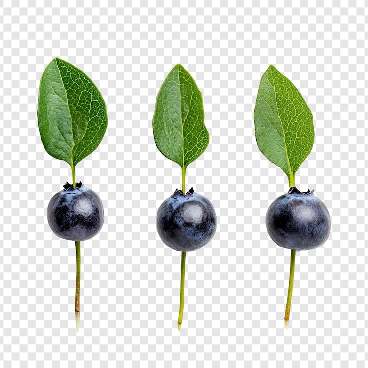 Kostenlose PSD drei blaubeeren mit blättern ein stillleben aus nächster nähe