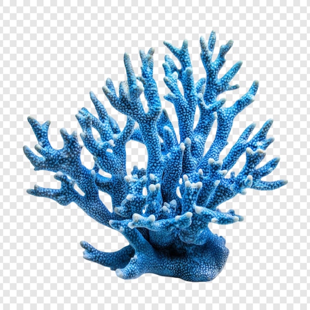 Ein atemberaubender blauer Korallenzweig Ein lebendiger Unterwasser-Schatz