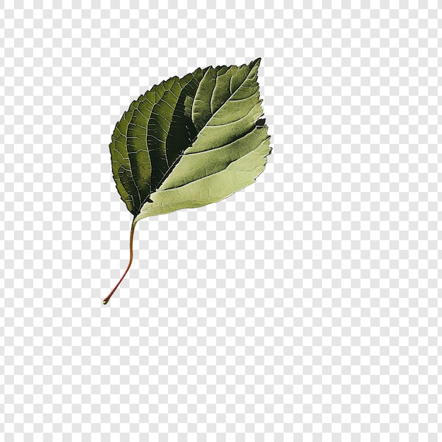 Ein einziges Blatt verleiht eine zarte Schönheit