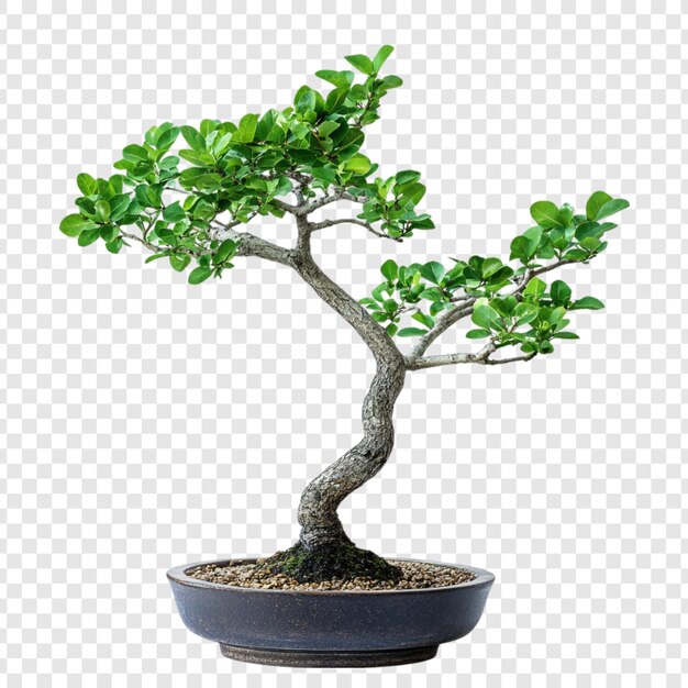Ein eleganter Bonsai - ein Meisterwerk der Natur in Miniatur