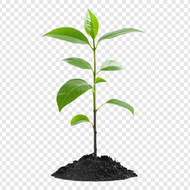 Ein junger Sprossen, der aus dem Boden hervorgeht, symbolisiert Wachstum, Natur und neue Anfänge