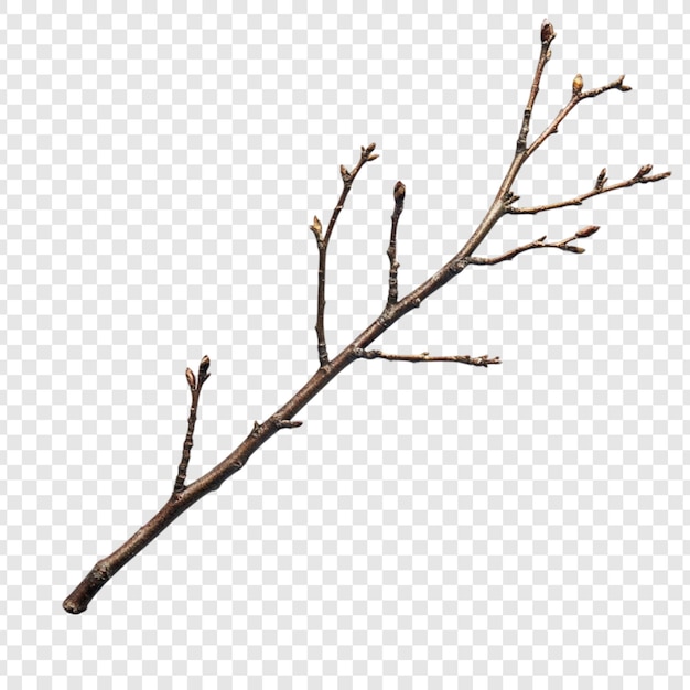 Ein nackter Zweig mit winzigen Knospen Ein Frühlingsstillleben