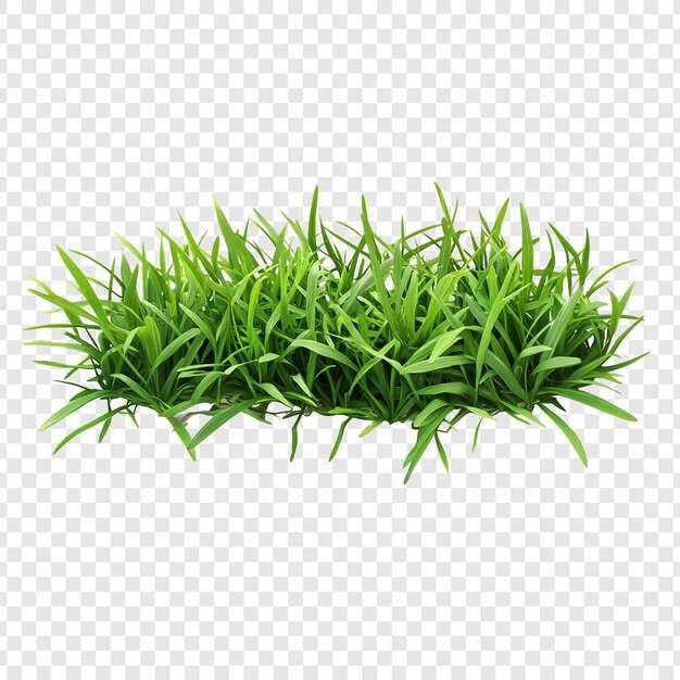 Ein üppiges grünes Grasstück auf einem durchsichtigen Hintergrund