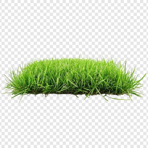Ein üppiges grünes Grasstück auf einem durchsichtigen Hintergrund